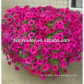 High quality wave petunia seeds for sowing